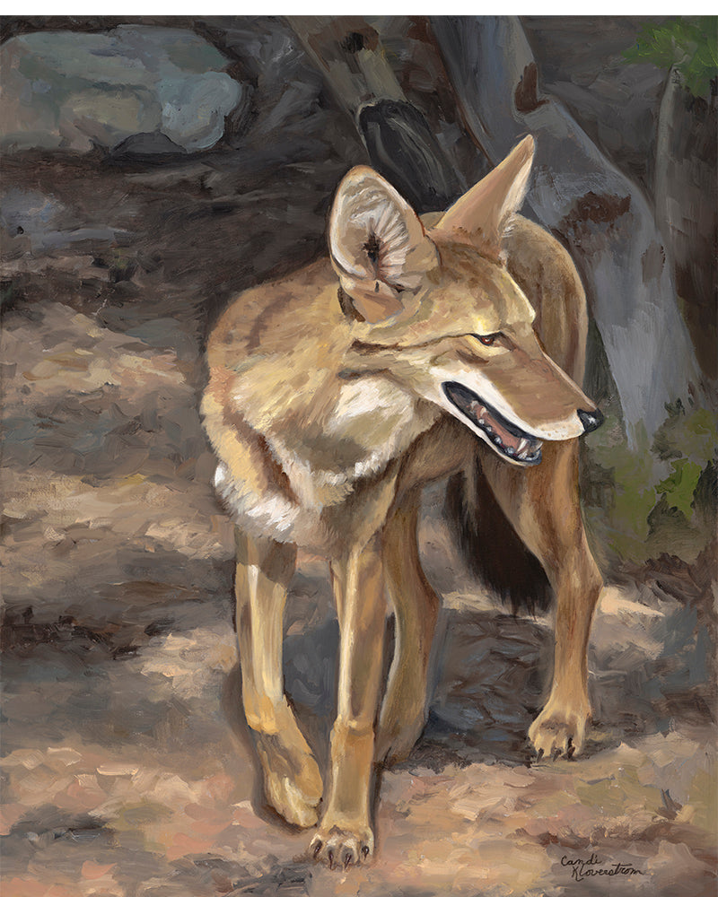 Coyote Study Original Oil Painting Wildlife Coyote Realism Artwork by Candi Kloverstrom